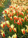 Bagged Clusiana Tulip Bulbs