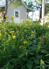 Shade-Friendly Wildflower Mix 2.9oz Seed Pkt