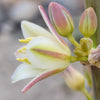 Hesperaloe parviflora x funifera