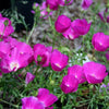 Callirhoe involucrata