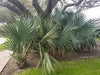 Sabal minor