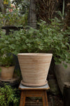 Julie (Pot and Saucer)