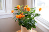 Crossandra infundibuliformis