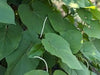 Piper auritum
