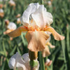 Bearded Iris Rhizome