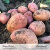 Potato Clancy hybrid Seed Pkt