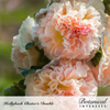 Hollyhock Chater's Double Seed Pkt