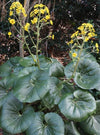 Farfugium japonicum var. giganteum