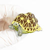 Indian Star Tortoise Pin