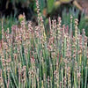 Euphorbia antisyphilitica