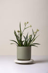 The Lily (Pot and Saucer)