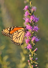Pocket Prairie Wildflower Mix Seed 4.6oz