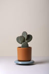 The Lily (Pot and Saucer)
