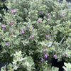 Leucophyllum frutescens