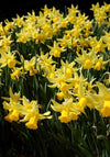 Bagged Narcissus Bulbs