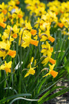 Narcissus Bulb
