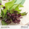 Basil Thai Sweet Thai Seed Pkt Org