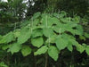 Piper auritum
