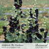 Hollyhock The Watchman Seed Pkt