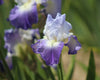 Bearded Iris Rhizome