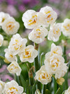 Bagged Narcissus Bulbs