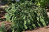 Malpighia glabra