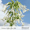 Nicotiana Indian Peace Pipe Seed Pkt