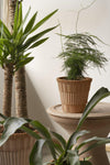 Atlas (Pot and saucer)
