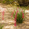 Hesperaloe Parviflora 'Stoplights'