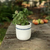 Edaline Crackle Planter