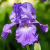 Bearded Iris Rhizome