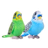 Budgie Plush 6"