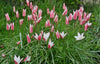 Bagged Clusiana Tulip Bulbs