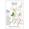 Sweet Pea High Scent Seed Pkt