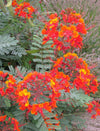 Caesalpinia pulcherrima