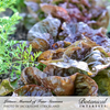 Lettuce Butterhead Marvel of the Four Seasons Org Seed Pkt