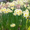 Bagged Narcissus Bulbs
