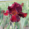 Bearded Iris Rhizome