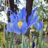 Bagged Dutch Iris Bulbs