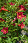 Tecoma stans