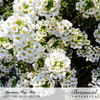 Alyssum Sweet Tiny Tim Seed Pkt