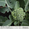 Broccoli Di Cicco Org Seed Pkt