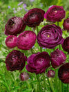 Bagged Ranunculus Corms