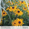 Black-Eyed Susan Seed Pkt