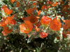 Sphaeralcea ambigua