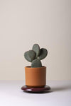 The Lily (Pot and Saucer)