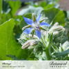 Borage Org Seed Pkt