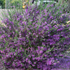 Leucophyllum laevigatum sp.