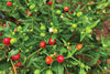 Capsicum annuum var. glabriusculum