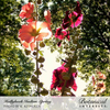 Hollyhock Indian Spring Seed Pkt